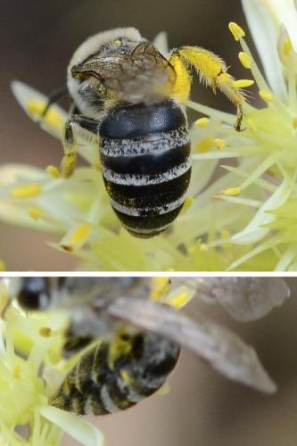 Réf. 298 272 : Colletes sp.